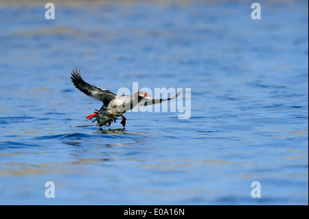 Gemeinsamen Prototyp oder Gänsesäger (Mergus Prototyp), weibliche Landung, Grand-Teton-Nationalpark, Wyoming, USA Stockfoto