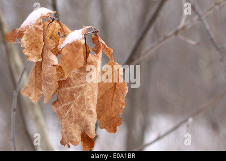 Toten Eiche Blättern bedeckt mit Schnee hängen immer noch auf dem Baum mit Textfreiraum Stockfoto