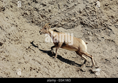 Dickhornschaf (Ovis Canadensis), Weiblich, Yellowstone-Nationalpark, Wyoming, USA Stockfoto