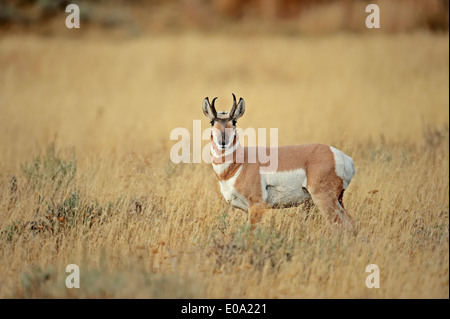 Gabelbock, Zinke Buck oder Pronghorn Antilope (Antilocapra Americana), Männlich, Yellowstone-Nationalpark, Wyoming, USA Stockfoto