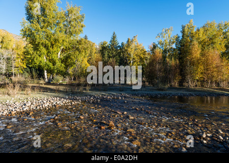 Weißer Herbst Birken mit Herbstlaub im Hintergrund Stockfoto