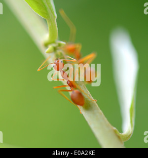 rote Ameise auf Baum Stockfoto