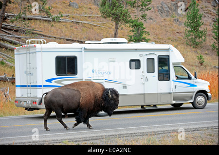 Amerikanischer Bison oder American Buffalo (Bison Bison), männliche zu Fuß auf einer Straße vor dem Wohnmobil, Yellowstone-Nationalpark Stockfoto