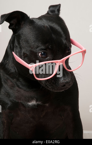 Schwarzen Staffie Hund mit rosa Brille Stockfoto