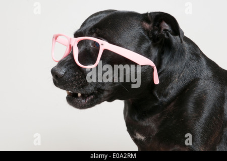 Schwarzen Staffie Hund mit rosa Brille Stockfoto