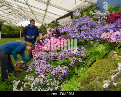 Malvern, Worcestershire, UK, 7. Mai 2014 RHS Malvern Frühjahr zeigen.  Dibleys Streptocarpus Stall vorbereitet für die Beurteilung der Credit: Ian Thwaites/Alamy Live News Stockfoto