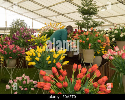 Malvern, Worcestershire, UK, 7. Mai 2014 RHS Malvern Frühjahr zeigen.  Blüten-Lampen zeigen fast fertig für die Beurteilung der Credit: Ian Thwaites/Alamy Live News Stockfoto