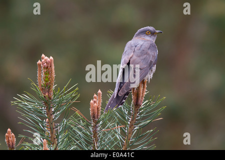 weibliche gemeinsame Kuckuck (Cuculus Canorus) Stockfoto