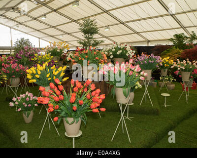 Malvern, Worcestershire, UK, 7. Mai 2014 RHS Malvern Frühjahr zeigen.  Blüten-Lampen zeigen fast fertig für die Beurteilung der Credit: Ian Thwaites/Alamy Live News Stockfoto