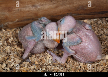 Rose-beringt oder Ring-necked Sittiche (geflohen waren). Vierzehn Tage alten Küken. Stockfoto