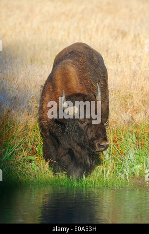 Amerikanischer Bison oder American Buffalo (Bison Bison), Weiblich, Yellowstone-Nationalpark, Wyoming, USA Stockfoto