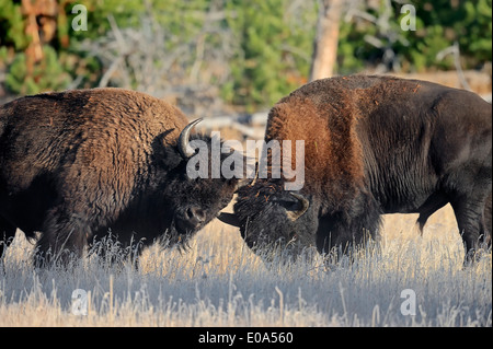 Amerikanischer Bison oder American Buffalo (Bison Bison), Männchen, Yellowstone-Nationalpark, Wyoming, USA Stockfoto