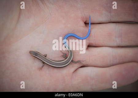 Schließen Sie oben von jungen mans Hand hält ein Gilbert Skink Eidechse Stockfoto