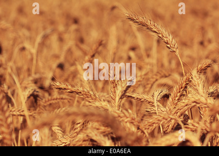 Triticale Mischung aus Weizen und Roggen Maisfeld Stockfoto