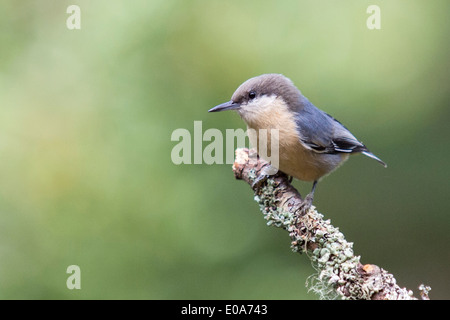Pygmy Kleiber, Sitta Pygmaea, Forest Knolls, Kalifornien, USA Stockfoto