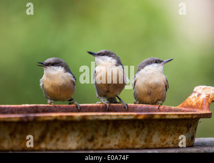 Drei Pygmäen Kleiber, Sitta Pygmaea, Forest Knolls, Kalifornien, USA Stockfoto