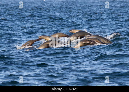 Gruppe von Seehunden, gemeinsame versiegeln, Phoca Vitulina, San Francisco, Kalifornien, USA Stockfoto