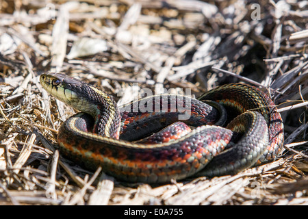 Küste-Strumpfband-Schlange, Thamnophis Elegans Terrestris, Marin County, Kalifornien, USA Stockfoto