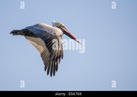 Pelecanus Occidentalis, braune Pelikan, Männlich, Marin County, Kalifornien, USA Stockfoto