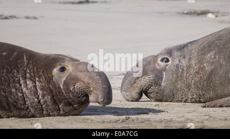 Erwachsenen männlichen See-Elefanten, Mirounga Angustirostris, Ano Nuevo State Park, Kalifornien, USA Stockfoto