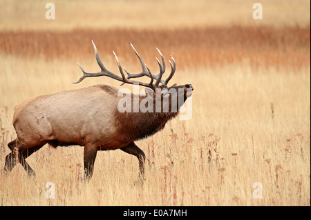 Wapiti oder Elche (Cervus Canadensis, Cervus Elaphus Canadensis), männliche in Furche, Yellowstone-Nationalpark, Wyoming, USA Stockfoto