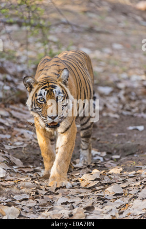 Tiger patrouillieren in seinem Hoheitsgebiet in Ranthambhore National park Stockfoto