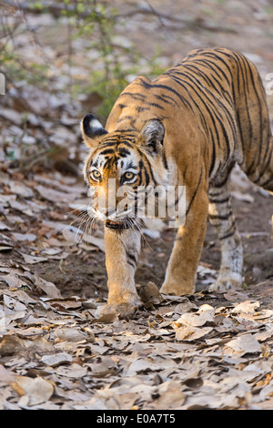 Tiger patrouillieren in seinem Hoheitsgebiet in Ranthambhore National park Stockfoto