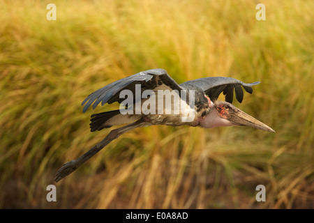 Marabou Storch - Leptoptilos Crumeniferus, Mana Pools Nationalpark, Simbabwe Stockfoto