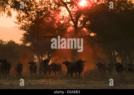 Afrikanischer Büffel - Syncerus Caffer - bei Sonnenuntergang, Mana Pools Nationalpark, Simbabwe Stockfoto