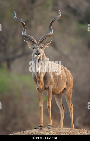Kudu Bull - Tragelaphus Strepsiceros, Mana Pools Nationalpark, Simbabwe Stockfoto