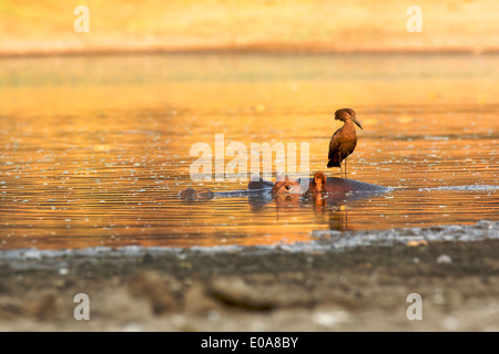 Hamerkop - Scopus Umbretta - stehend auf Nilpferd, Mana Pools Nationalpark, Simbabwe Stockfoto