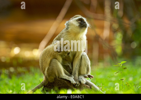 Vervet Affen - Cercopithicus Aethiops, Simonga, Livingstone, Sambia Stockfoto