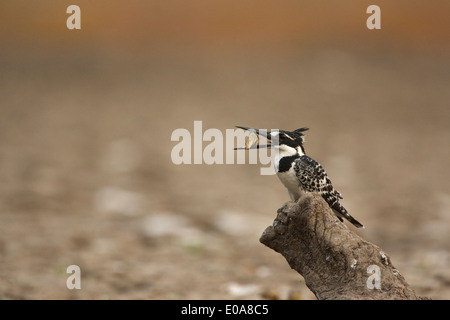 Pied Kingfisher - Ceryle Rudis - holding Fisch, Mana Pools Nationalpark, Simbabwe Stockfoto