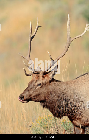 Wapiti oder Elche (Cervus Canadensis, Cervus Elaphus Canadensis), Männlich, Yellowstone-Nationalpark, Wyoming, USA Stockfoto