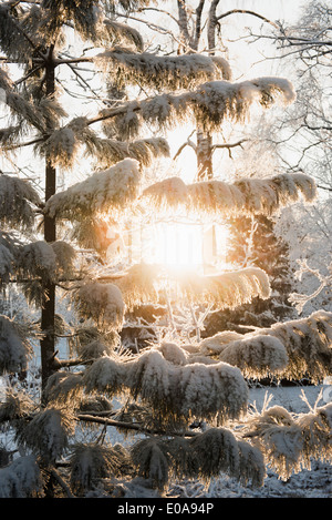 Sonne durch verschneite Bäume Stockfoto