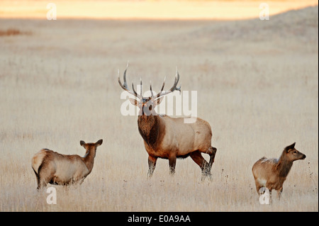 Wapiti oder Elche (Cervus Canadensis, Cervus Elaphus Canadensis), Männchen und Weibchen in Furche, Yellowstone-Nationalpark, Wyoming, USA Stockfoto