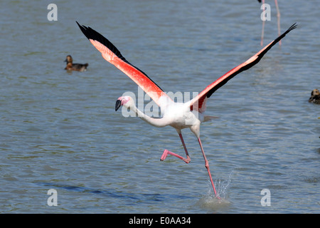 Rosaflamingo Landung im Pont de Gau Naturschutzgebiet Camargue Stockfoto