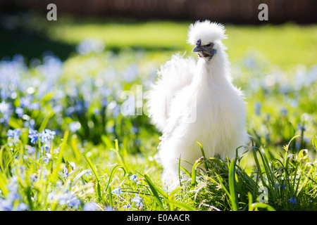 Kleine Silkie Huhn sieht beiseite Stockfoto