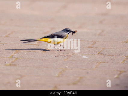 Graue Bachstelze (Motacilla Cinerea) fangen Insekten um die jungen Küken füttern Stockfoto