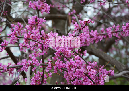 Judas Äste in Blüte Nahaufnahme Stockfoto