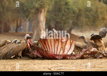 Weiß gesichert Geier - abgeschottet Africanus - auf einen Büffel Kadaver - Syncerus caffer Stockfoto