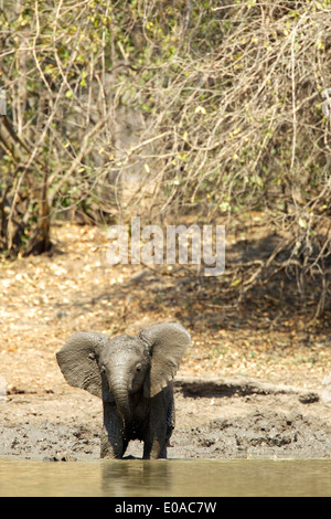 Afrikanischer Elefant - Loxodonta africana Stockfoto