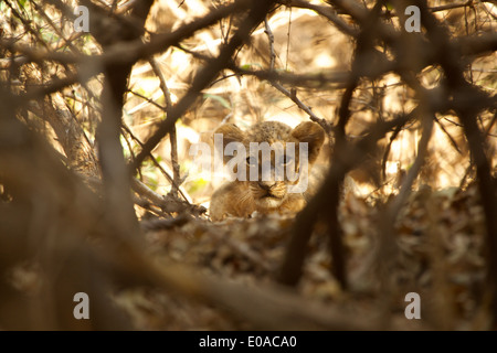 Lion Cub - Panthera leo Stockfoto