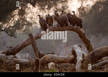 Weiß gesichert Geier - abgeschottet africanus Stockfoto