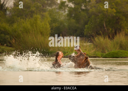 Nilpferd - Hippopotamus Amphibius - Kämpfe im Sambesi Stockfoto