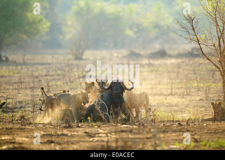 Löwen - Panthera Leo - Angriff auf einen Büffel - Syncerus caffer Stockfoto