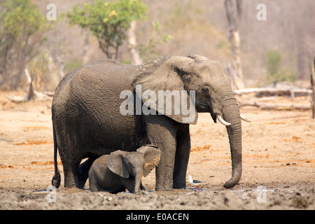 Afrikanischer Elefant - Loxodonta africana Stockfoto