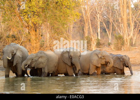 Afrikanischer Elefant - Loxodonta africana Stockfoto