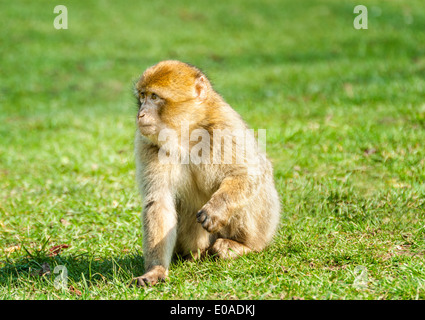 Berberaffe (Macaca Sylvanus). Monkey Forest Zoo Trentham, Stoke On Trent, Staffordshire, England, Stockfoto