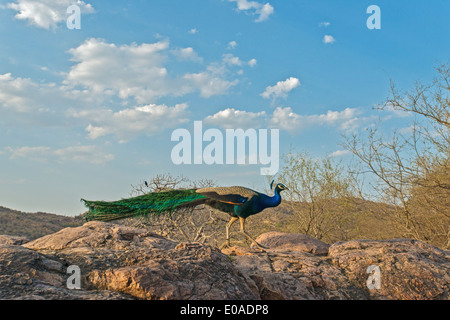 Indischen Pfauen oder Pavo Cristatus in den Dschungeln des Ranthambhore National park Stockfoto